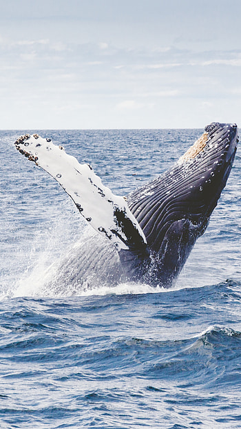 Blue Whale, whale, ocean HD phone wallpaper