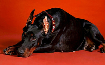 Animals, Dogs HD wallpaper