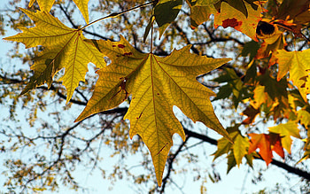 Nature, Autumn, Sheet, Leaf, Maple HD wallpaper