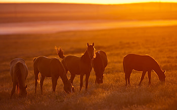 Horse graphy, horse, graphy, animals HD wallpaper