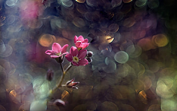 Pink Beauty, bokeh, pink, nature, flowers HD wallpaper