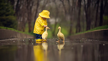 Rubber duck | Rubber Duck Project | Pinterest | Duck HD wallpaper