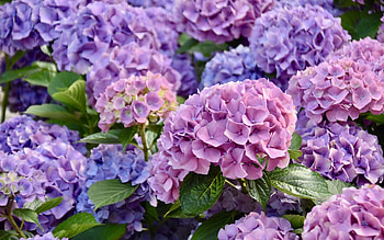 Hydrangeas, purple, nature, flowers HD wallpaper