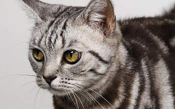 Tabby, animal, kitten, cat, feline, pet HD wallpaper