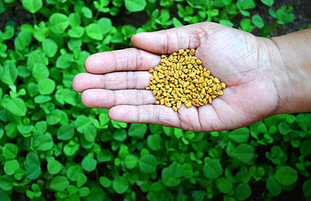 Fenugreek usage, Chef Chintan Pandya, Culinary versatility, Flavorful ingredient HD wallpaper