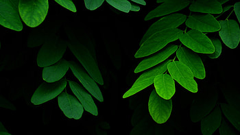 Green acacia, Green Leaf HD wallpaper