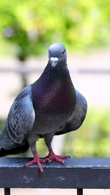 Bird, Nature Bird, Pigeon HD phone wallpaper