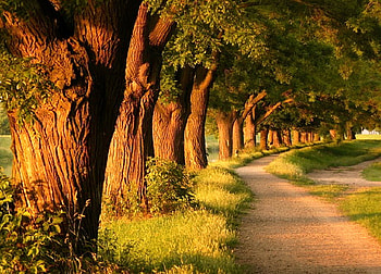 Path with grove, path, trees, greens, sun, grove HD wallpaper