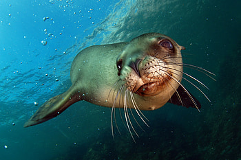 Sea lion collection, Oceanic elegance, Coastal wonders, Playful marine creatures HD wallpaper