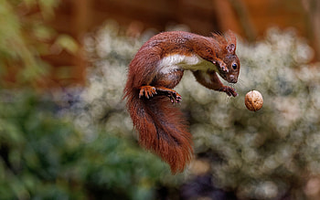 Squirrel, animal, jump, rodent HD wallpaper