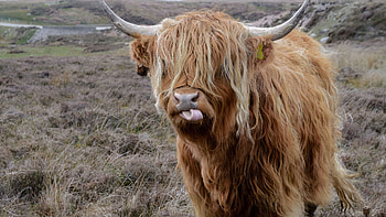 Highland cattle, background, Farm , Natural landscape HD wallpaper