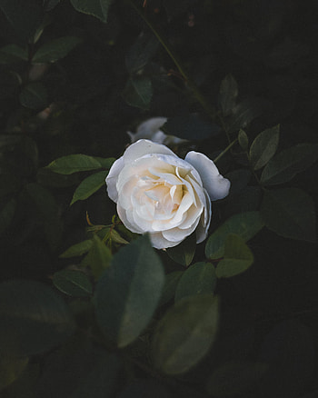 Flowers, Flower, Plant, Macro, Rose Flower, Rose HD phone wallpaper