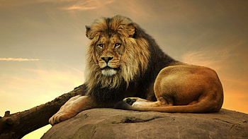 The King, predator, lion, evening, rock, sky HD wallpaper