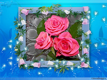 PRETTY ROSES, PRETTY, ROSES, FRAMED, PINK HD wallpaper
