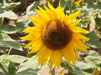 Nature, Leaves, Sunflower, Seeds, Sunflower Seeds HD wallpaper