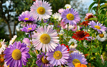 Plants, Flowers HD wallpaper