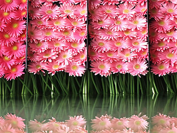 Flowers, awesome, graphy, colors, reflections, nice, artistic, glass, , reflex, amazing, water, mirror, art, beautiful, pink, green, cool, nature HD wallpaper