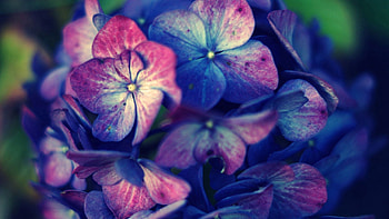 Flowers, Macro, Shine, Light, Stains, Spots HD wallpaper