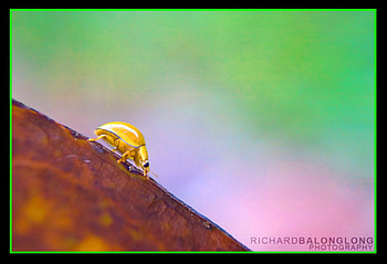 Yellow Bug, beautiful, bug, , yellow HD wallpaper