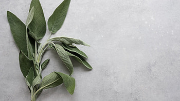 Psychological counseling, Blue sage therapy, Mental well-being, Emotional balance HD wallpaper