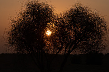 Trees, Sunset, Sun, Dark, Silhouettes HD wallpaper