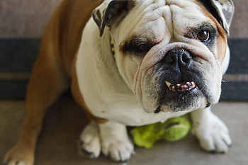Animals, Grin, Dog, Muzzle, Bulldog HD wallpaper