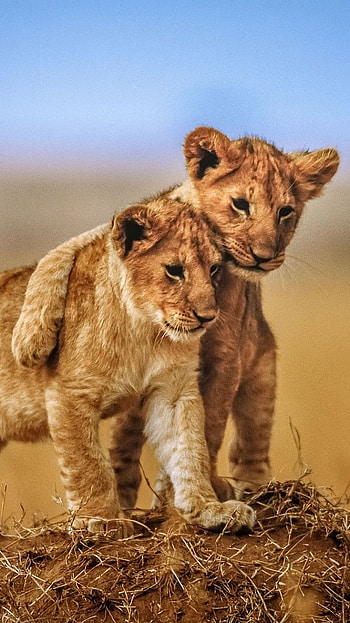 2 lion babies, cub, baby animal, Animal, lion HD phone wallpaper