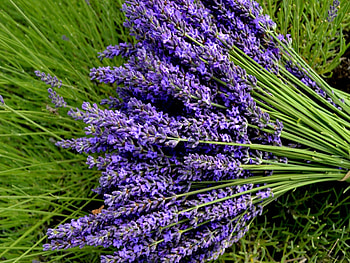 Lavender stalks, blue, stalks, meadow, beautiful, grass, nice, delicate, pretty, field, green, lavender, greenery, nature, flowers, lovely, harmony HD wallpaper
