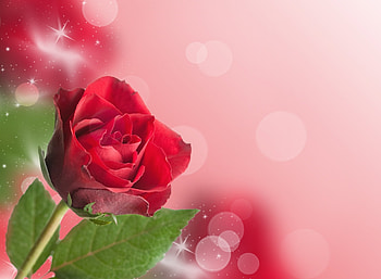 :-), valentine, rose, bokeh, pink, flower, red, card HD wallpaper