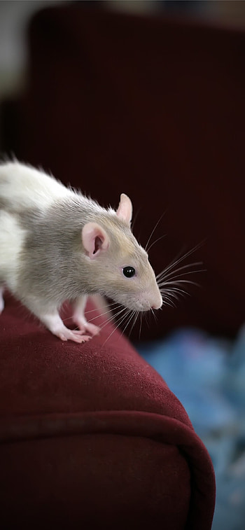 Rat artwork, Rat appreciation, Rat lovers HD phone wallpaper