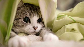 Black White Tabby Cat Inside Green White Cloth Cat HD wallpaper