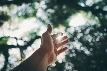 A hand reaching towards the sky, capturing sunlight in a lush forest setting. HD wallpaper