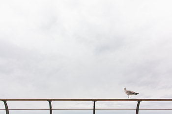 Animals, Sky, Sea, Gull, Seagull, Handrail, Railings HD wallpaper