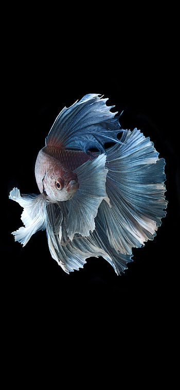 X , Koi fish beauty, Stunning visuals, Perfect for smarts and s HD phone wallpaper