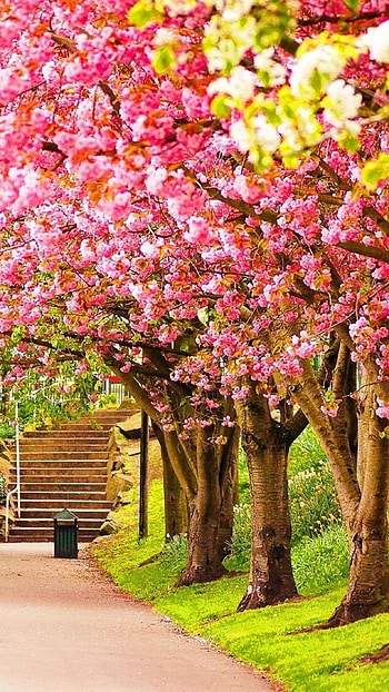 Spring, Winter HD phone wallpaper