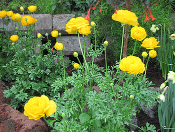 Healing flowers 16, Yellow, graphy, green, Flowers, garden HD wallpaper