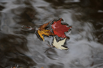 Nature, Water, Autumn, Fallen, Maple Leaves HD wallpaper