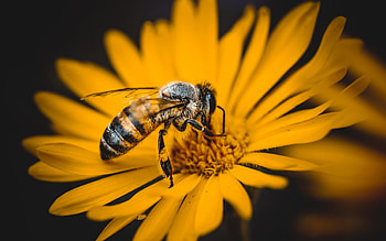 Bee, animal, flower, insect HD wallpaper