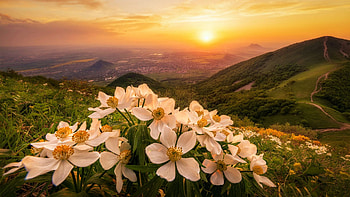 Wildflowers, sky, sunset, hills, landscape, clouds, colos HD wallpaper