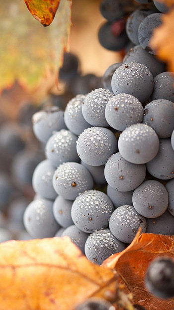 Autumn grapes, Rich and succulent, Seasonal delight, Wine country vibes HD phone wallpaper