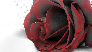 Plants, Flowers, Roses HD wallpaper