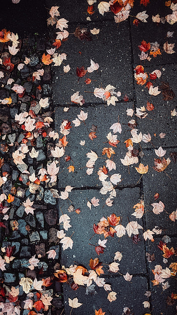 Autumn, Leaves, Miscellanea, Miscellaneous, Wet, Asphalt HD phone wallpaper
