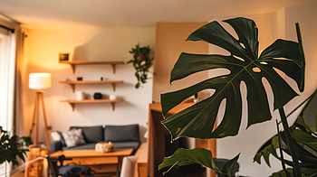 Stunning Monstera in Ultra, monstera, living room, interior design, home decor HD wallpaper