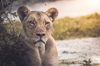 Lion Lake, lion, animals, lake HD wallpaper