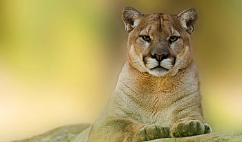 Puma, Majestic feline, Graceful hunter, Pristine habitats HD wallpaper