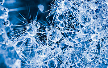 Dandelions, blue, summer, white, dandelion, texture, water drops, vara HD wallpaper
