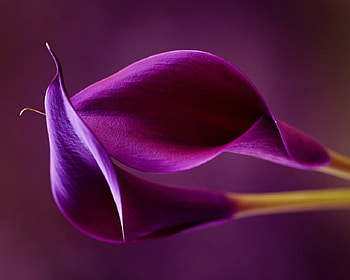Flowers, purple, nature, petals HD wallpaper