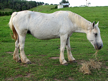Big White Horse, big horses, horses, white horses, animals, grass, ponies HD wallpaper