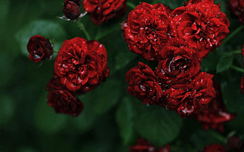 Flowers, Water, Roses, Drops, Bush, Macro, Dew, Small, Rosettes HD wallpaper