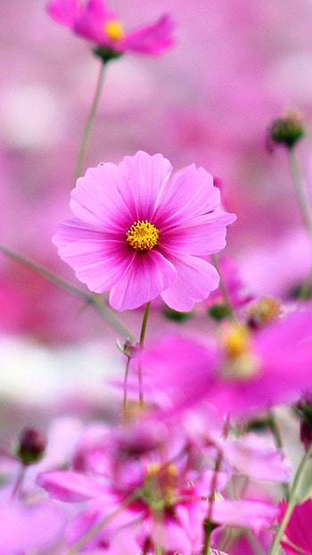 Flower, Pink Background HD phone wallpaper
